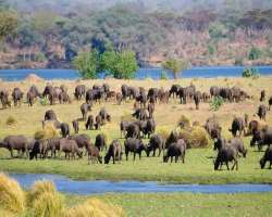 During the session when lakes dry up, the land attracts several wildlife animals which making it the most renowned game-viewing area.